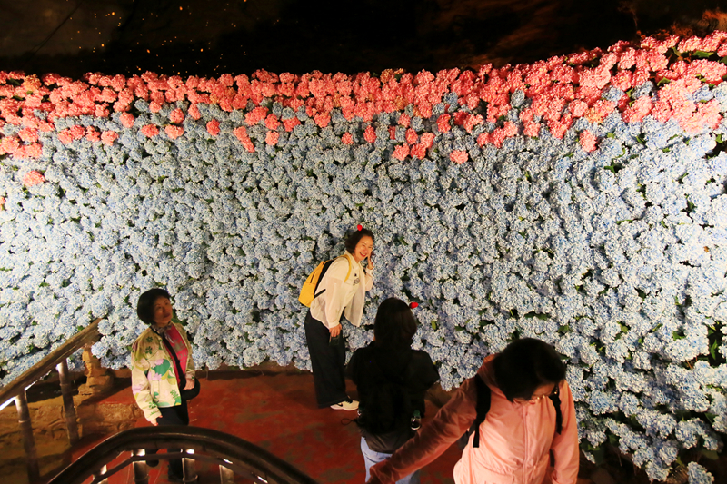 五萬(wàn)余朵繡球花織就夢(mèng)幻花廊，黃龍洞一路生花迎“五一”